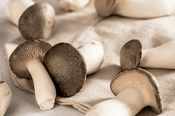 Kernser Edelpilze GmbH, Kerns